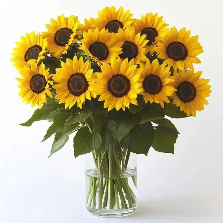 Classic Sunshine Yellow Sunflower Bouquet 1 A vibrant Classic Sunshine Yellow Sunflower Bouquet arranged with fresh greenery in a decorative wrap.