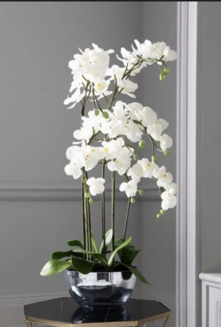 Luxury White Phalaenopsis Orchid Next Day Delivery