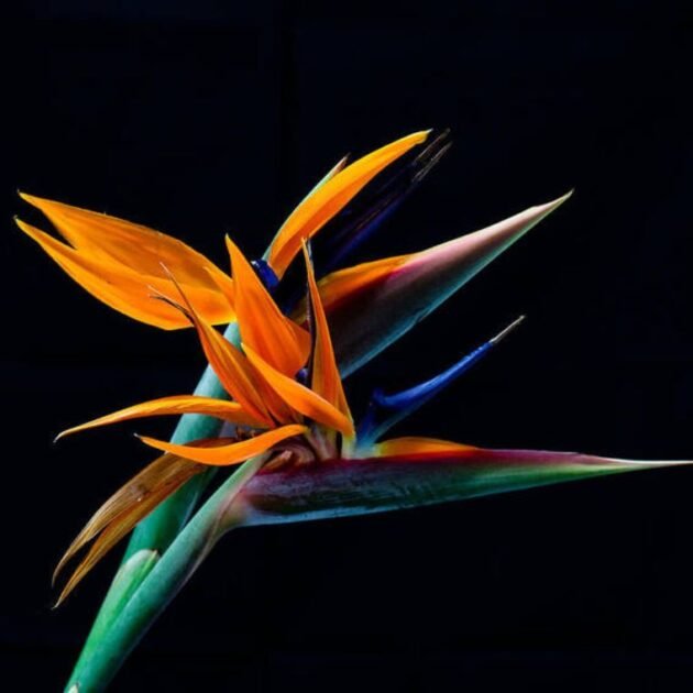 Bird of Paradise Bouquet