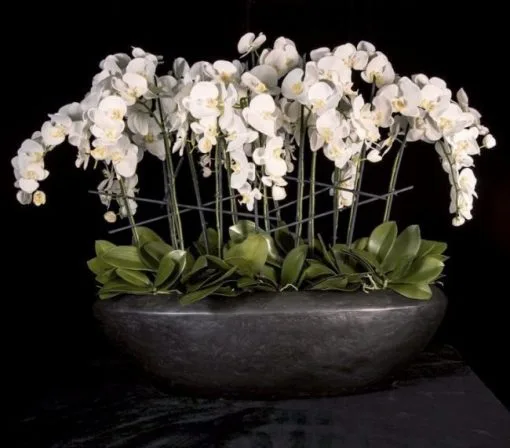 Phalaenopsis White Orchid Flower Wedding Next Day Delivery UK