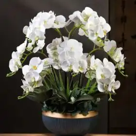 Elegant White Moth Orchid in Gold Pot