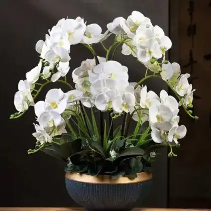 A blooming white phalaenopsis orchid plant with elegant green leaves presented in a stylish gold textured pot.