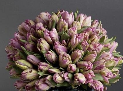 Cheap Tulip Flower Bouquet Delivery UK  Next Day Delivery