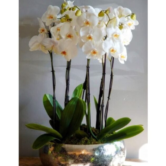 White Phalaenopsis Orchid Arrangement