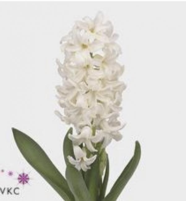 hyacinth 20 stem white Online Flower Company