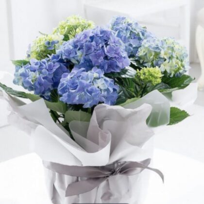 Beautiful Blue Hydrangea and Green Floral Bouquet Delivery