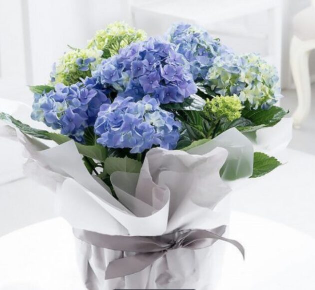 Beautiful Blue Hydrangea and Green Floral Bouquet Delivery