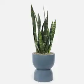 Large Snake Plant in Slate Ceramic