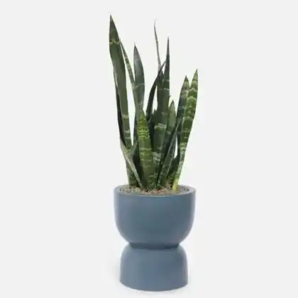 A healthy large snake plant with tall architectural leaves planted in a minimalist slate ceramic pot.