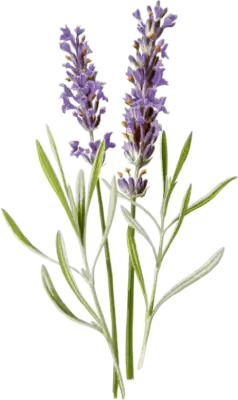Lavender Flower