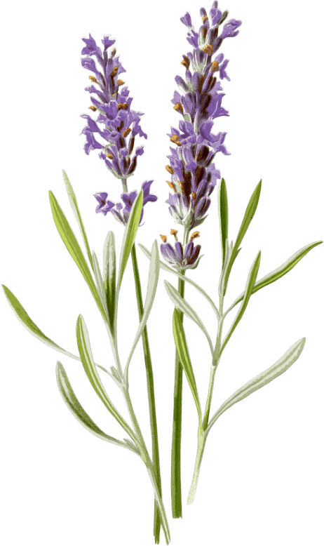 Lavender Flower