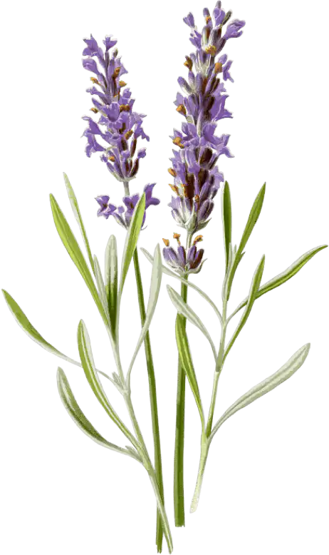 Lavender Flower