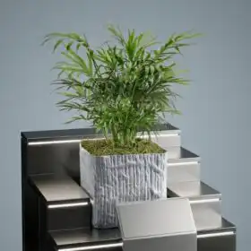 Neanthe Bella Palm in Silver Pot