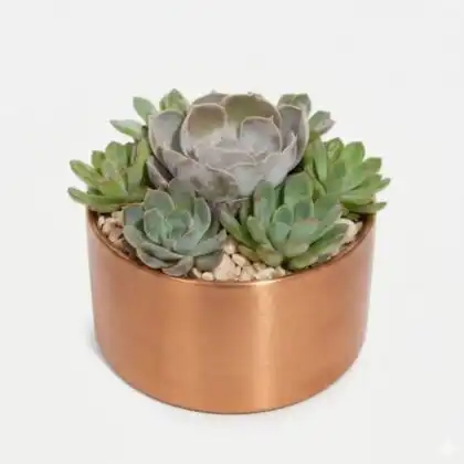 Velvet Rose Echeveria succulent plants with soft green leaves nestled in a modern noir ceramic pot.