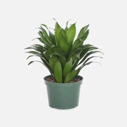 Dracaena Compacta Plant