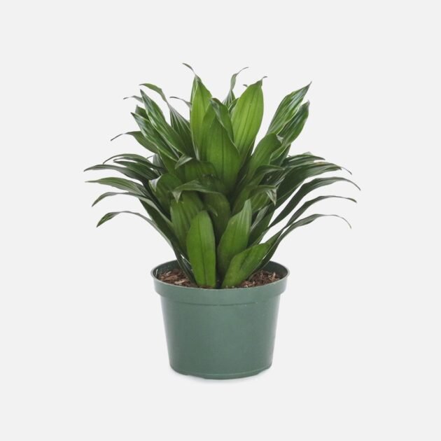 Dracaena Compacta Plant