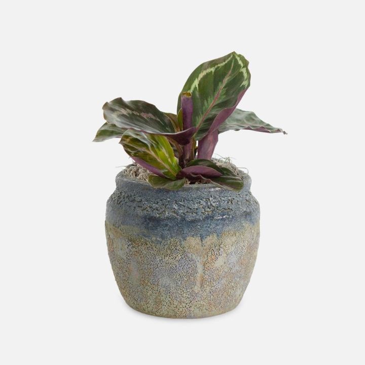 Calathea Roseopicta – Piccolo Plant 1 A lush Calathea Roseopicta Piccolo plant with striking purple-edged leaves in a textured blue and cream ceramic pot.