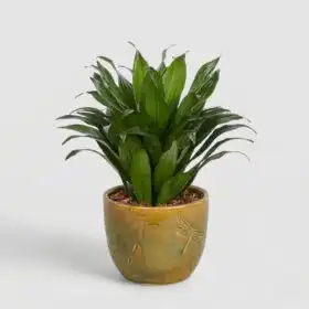 Dracaena Compacta: Premium Glossy Pineapple Plant