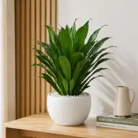 Dracaena Compacta: Premium Glossy Pineapple Plant