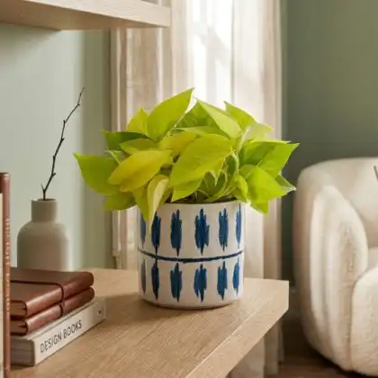 Vibrant heart-shaped leaves of a Golden Pothos indoor plant growing in a 13cm nursery pot.