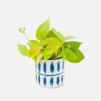 A lush Golden Pothos Plant with bright lime-green leaves in a white ceramic vase featuring hand-painted blue dashes.