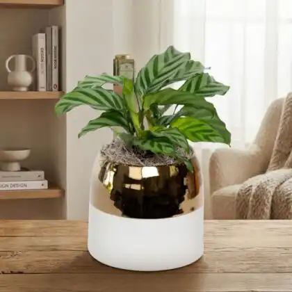 A healthy medallion calathea plant in a decorative pot showcasing its unique circular green patterned leaves.