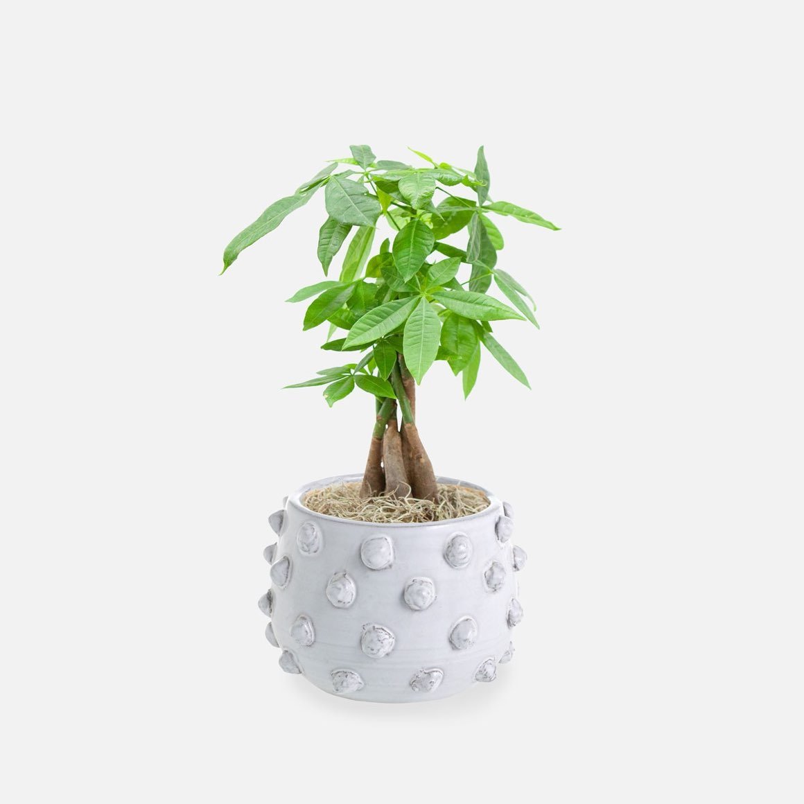 Money Tree in White Pot 1 A braided Money Plant growing in a decorative white textured ceramic pot.