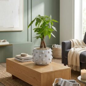 Money Tree in White Pot