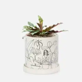 Rattlesnake Calathea plant