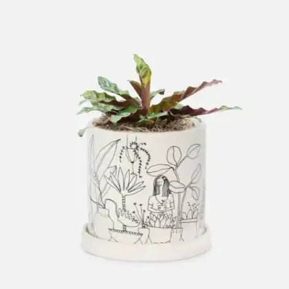 Vibrant rattlesnake calathea plant with long spotted green leaves in a stylish pot