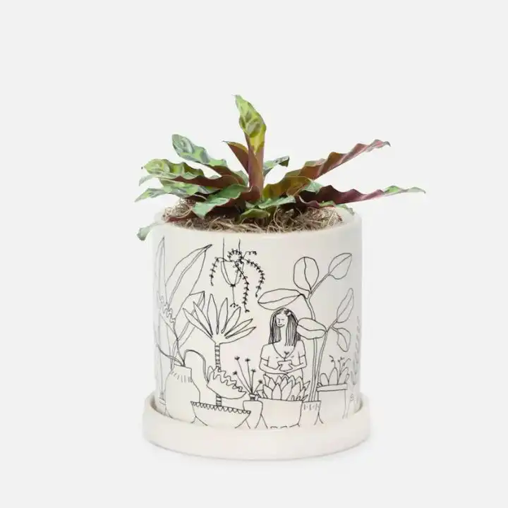 Rattlesnake Calathea plant 1 Vibrant rattlesnake calathea plant with long spotted green leaves in a stylish pot