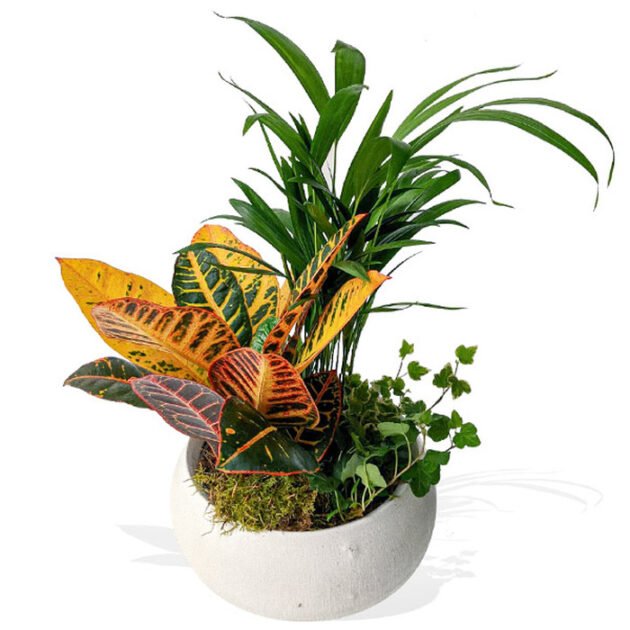 Croton and Palm Plant Arrangement