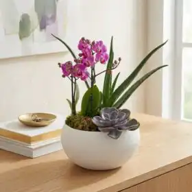 Orchid, Aloe & Succulent in Ceramic Pot