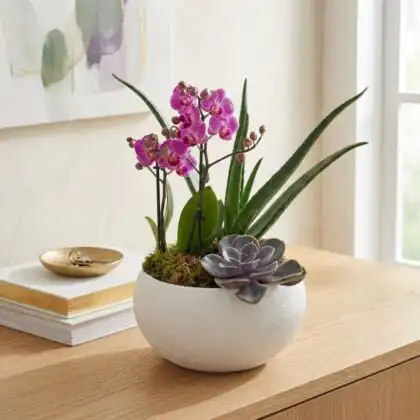 Vibrant aloe vera plant paired with a white orchid and small succulent in a stylish ceramic pot.
