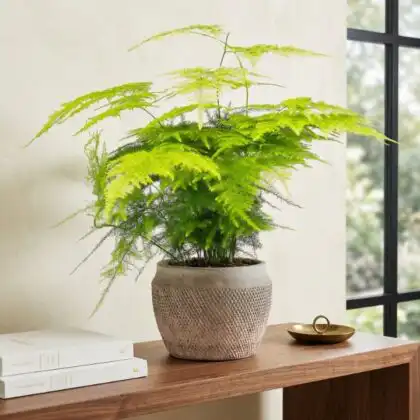 Vibrant green asparagus fern houseplant with delicate feathery foliage in a white pot.