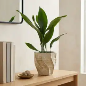 Elegant Cast Iron Plant in Rustic Stone Planter