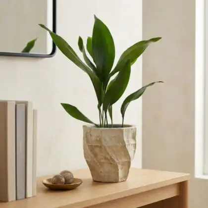 A lush green cast iron plant with long glossy leaves growing in a textured rustic stone planter.