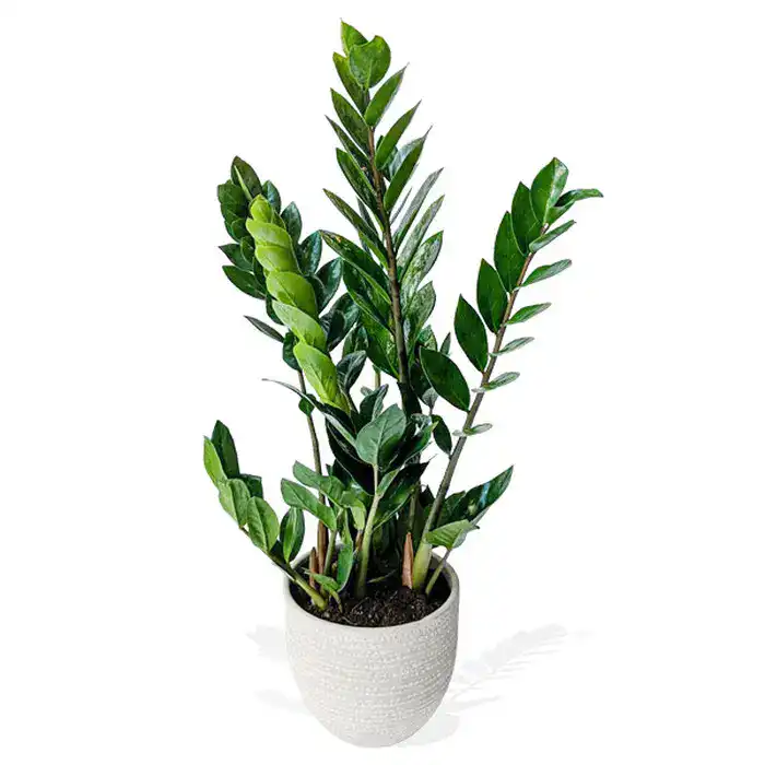 ZZ Plant in White Pot 1 ZZ Plant in White Pot