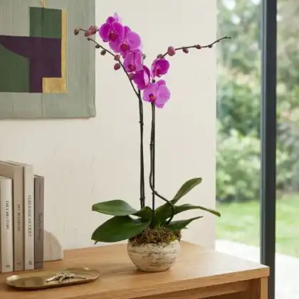 A vibrant hot pink orchid plant with lush green leaves in a minimalist white ceramic pot.