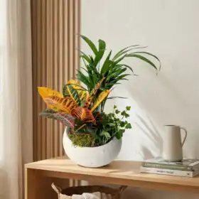 Indoor Palm & Croton Plant