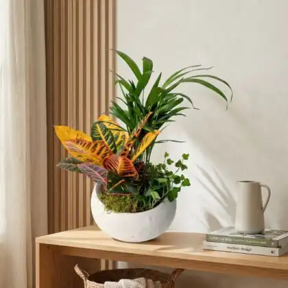 Two vibrant indoor palm plants and a croton displayed in decorative ceramic pots on a wooden surface.