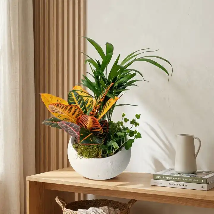Indoor Palm & Croton Plant 1 Two vibrant indoor palm plants and a croton displayed in decorative ceramic pots on a wooden surface.