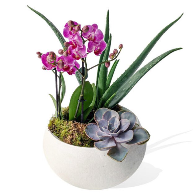 Pink Orchid Succulent, alovera Arrangement