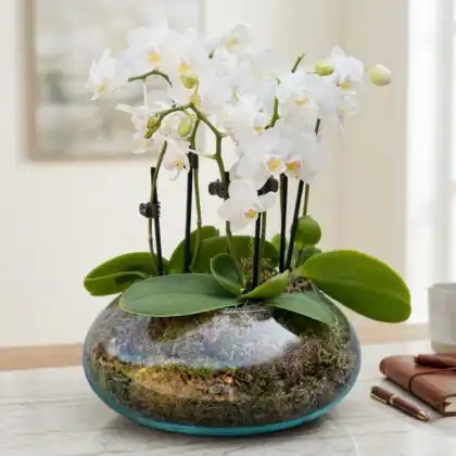 A blooming orchidea white orchid plant placed inside a transparent glass terrarium with green moss.