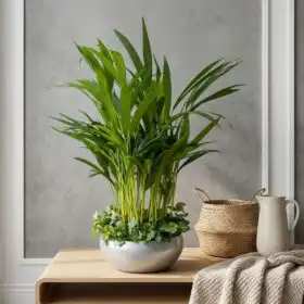 Luxury Palm Areca Plant with English Ivy