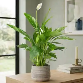 Elegant Peace Lily Indoor Plant