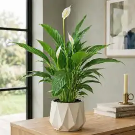 Elegant Peace Lily Indoor Plant