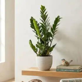 ZZ Plant Zamioculcas in Ceramic Pot
