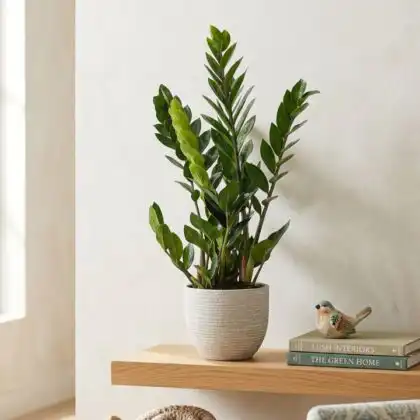 Glossy green leaves of a ZZ plant zamioculcas growing in a stylish white ceramic pot.