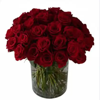 Stunning 24 roses bouquet featuring vibrant red blooms and green foliage in a classic white ceramic vase.